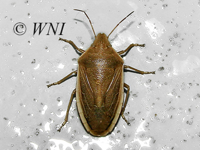 Chlorochroa senilis (Pentatomidae)